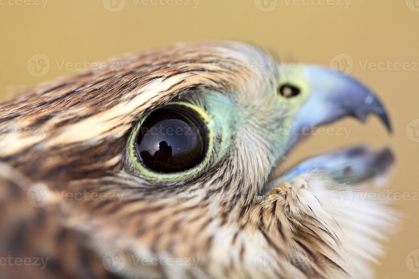 close-up de jovem merlin na cênica saskatchewan foto