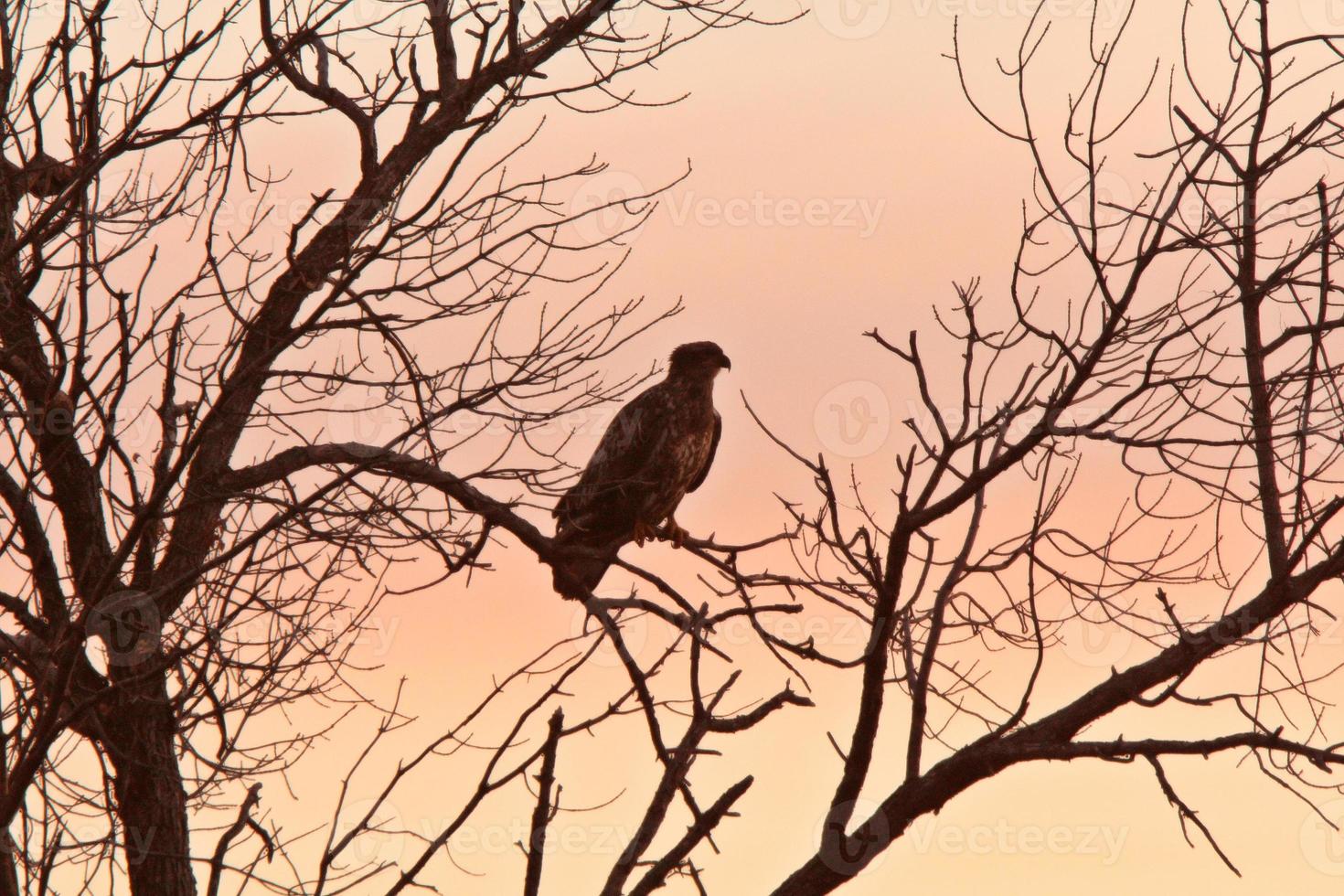 águia careca juvenil na árvore de saskatchewan foto