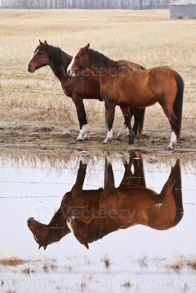 cavalos no pasto canadá foto