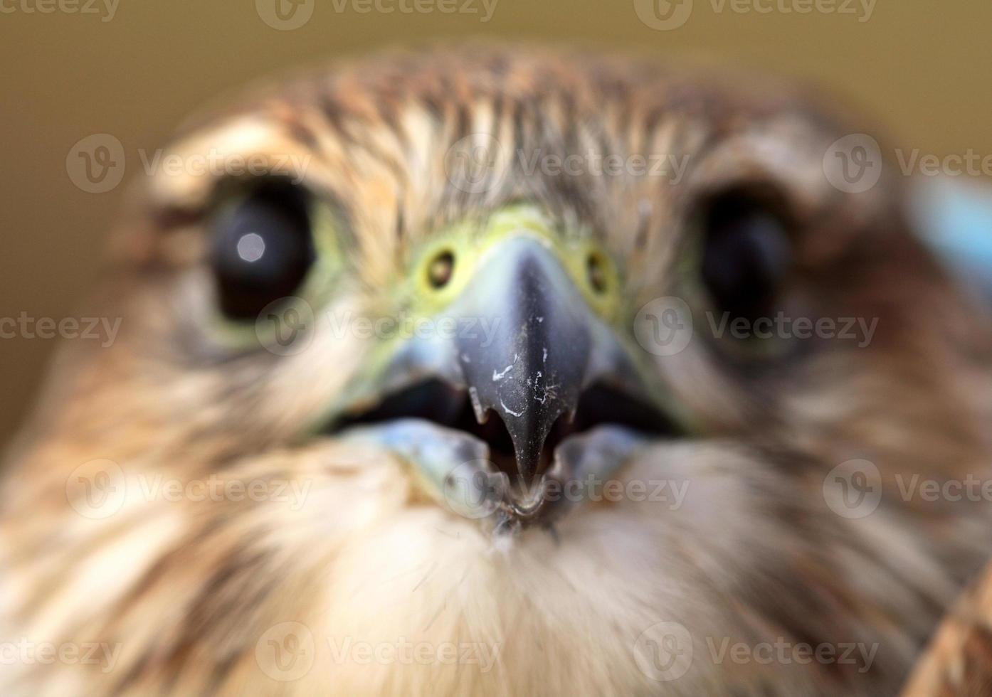 close-up de jovem merlin na cênica saskatchewan foto