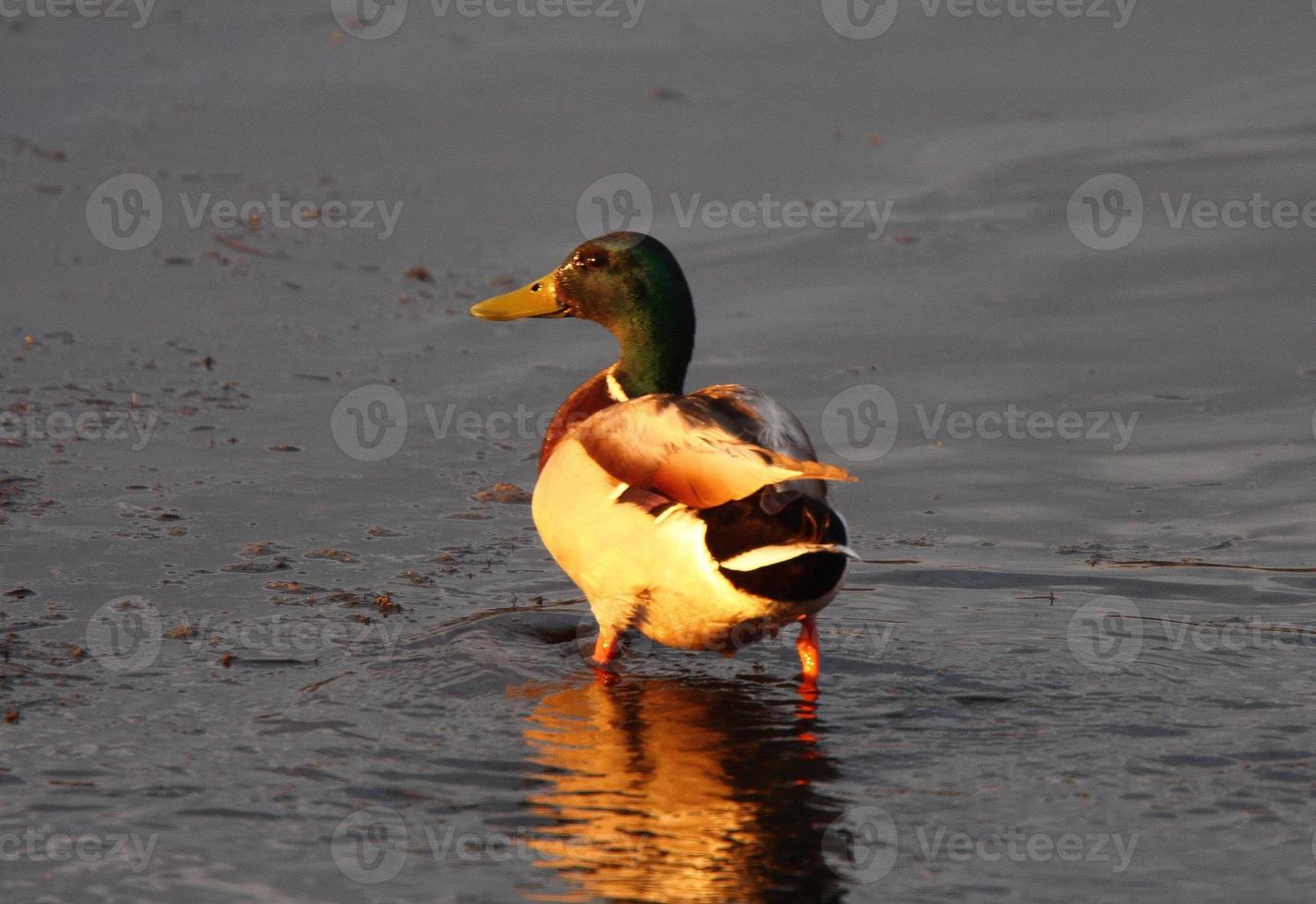 drake de pá do norte vadeando na lagoa foto