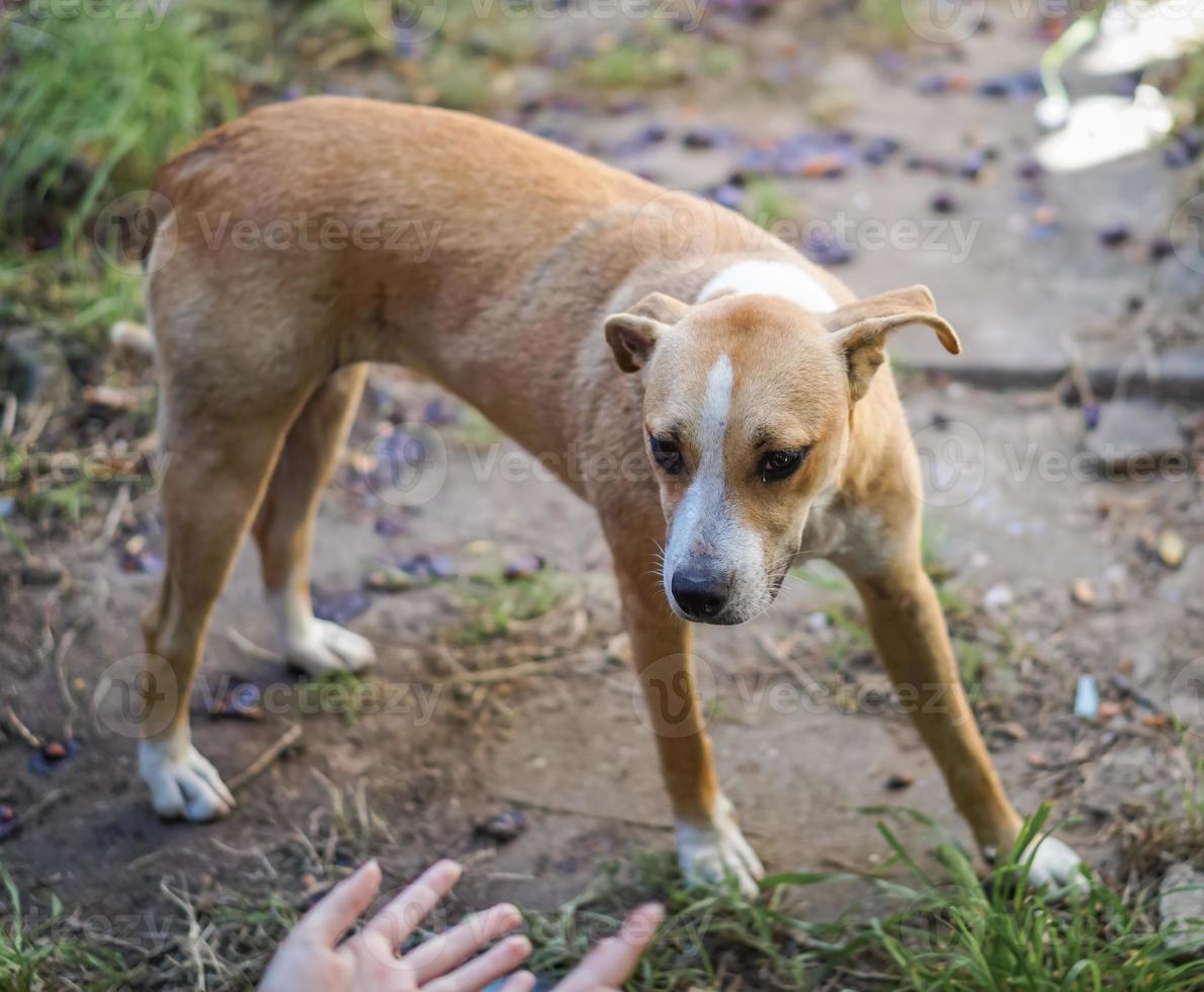 cachorro assustado sendo ajudado foto