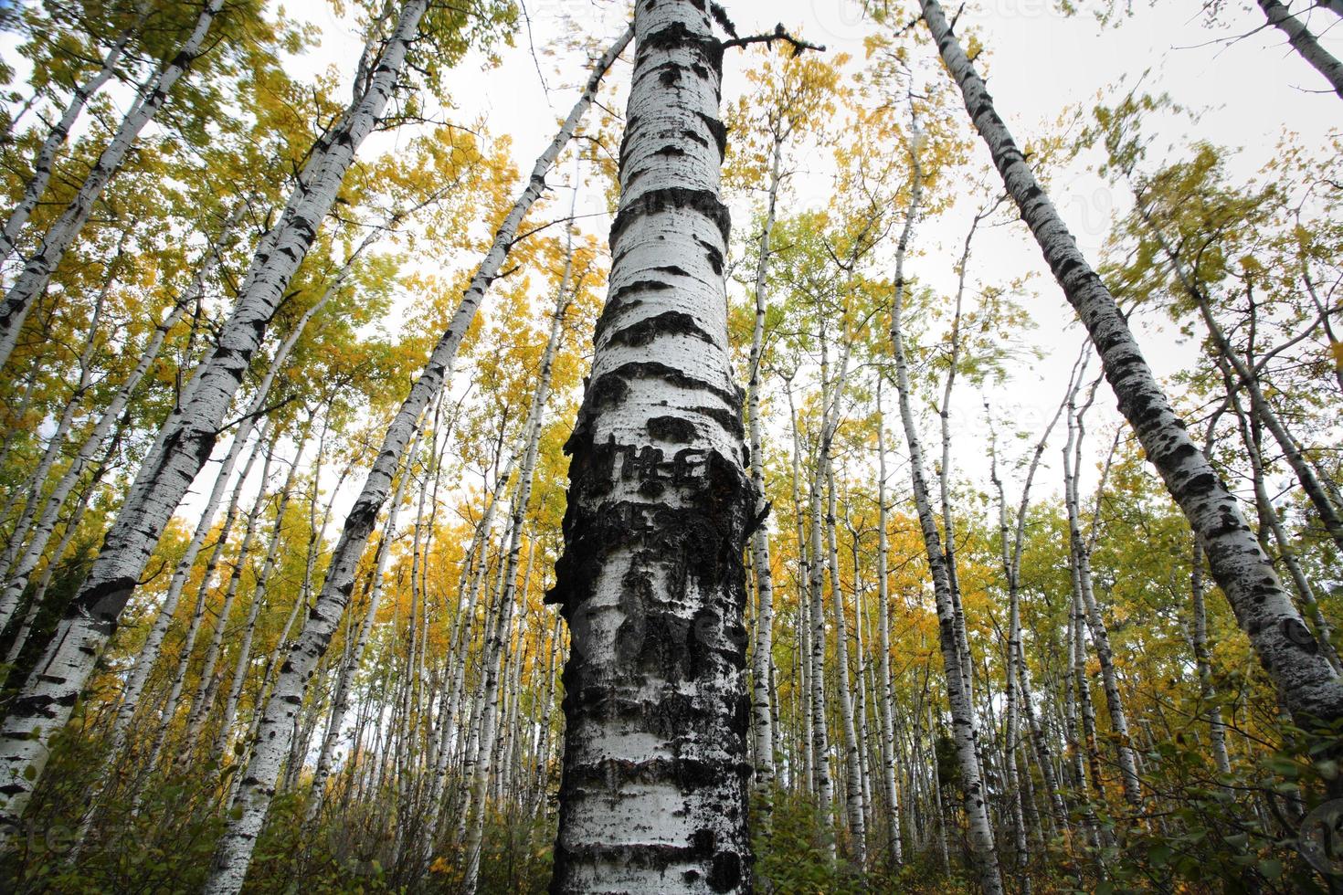 troncos de árvores de aspen no parque do lago meadow saskatchewan foto