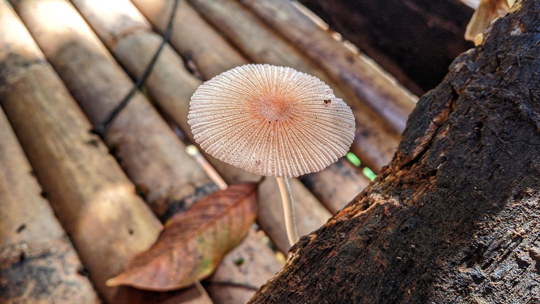 cogumelos de madeira. belas fotos de fundo da natureza.