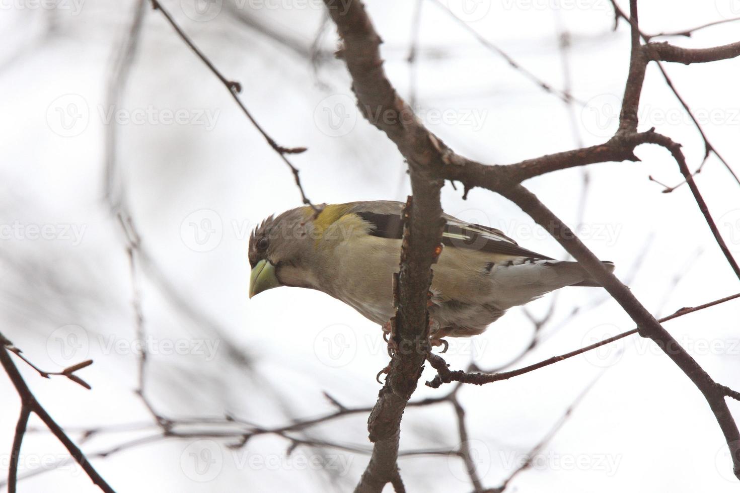 grosbeak noturno feminino foto