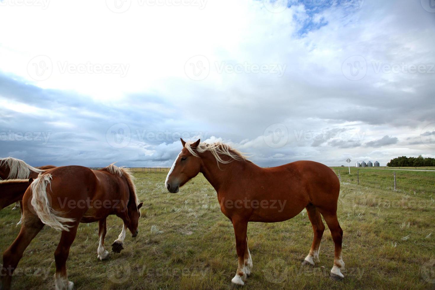 cavalos dray em um pasto saskatchewan foto