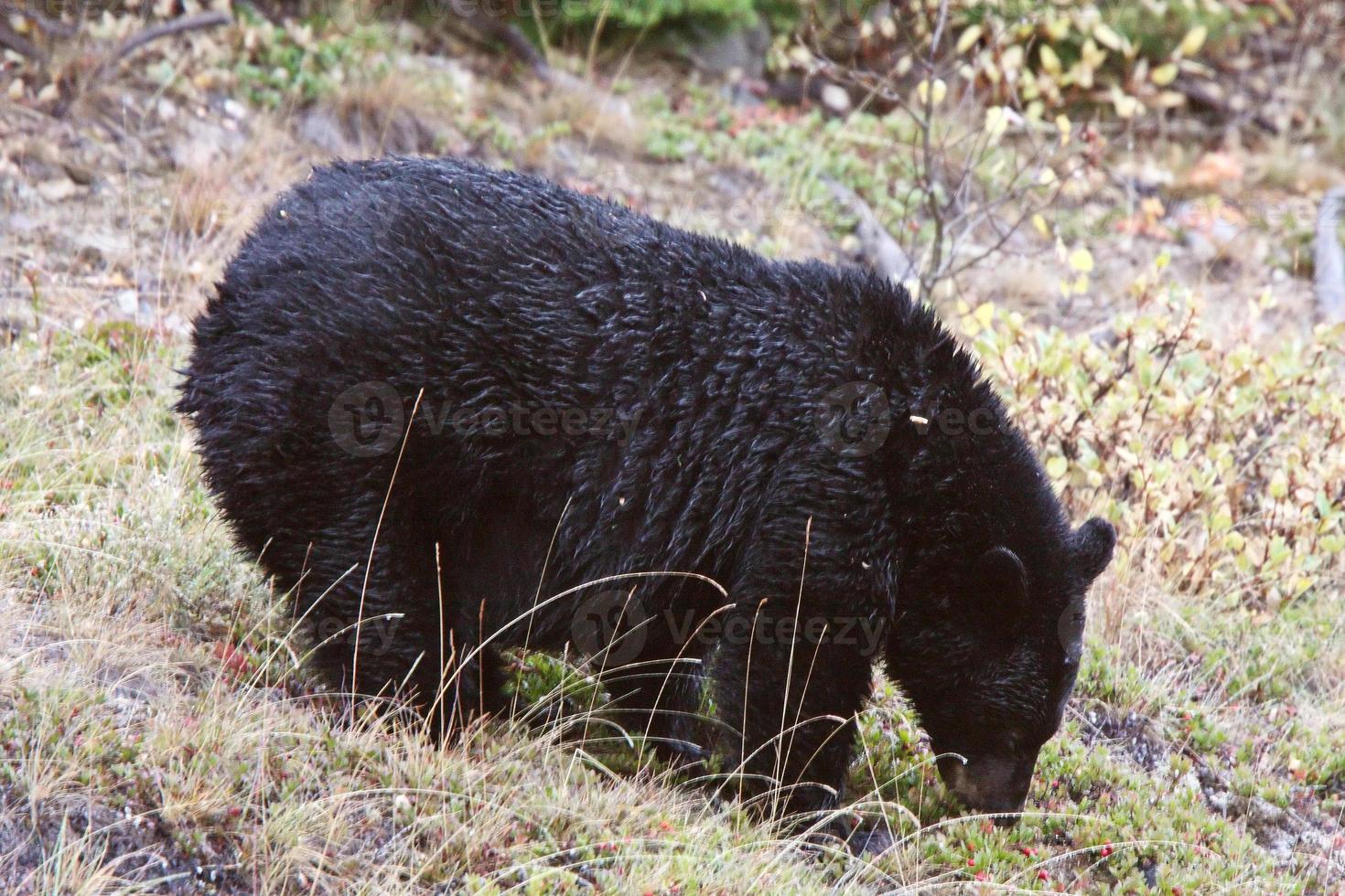 urso preto ao longo da estrada da colúmbia britânica foto