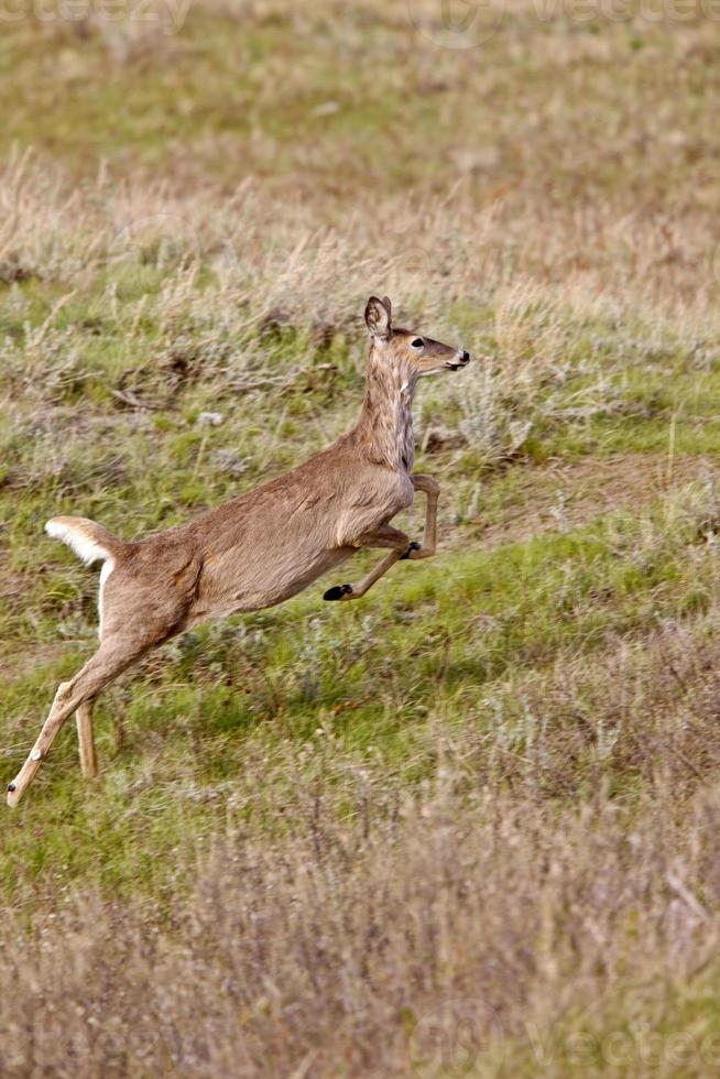 veado correndo no campo canadá foto