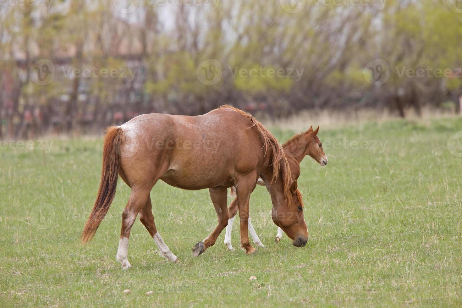 cavalo e potro no pasto saskatchewan canadá foto