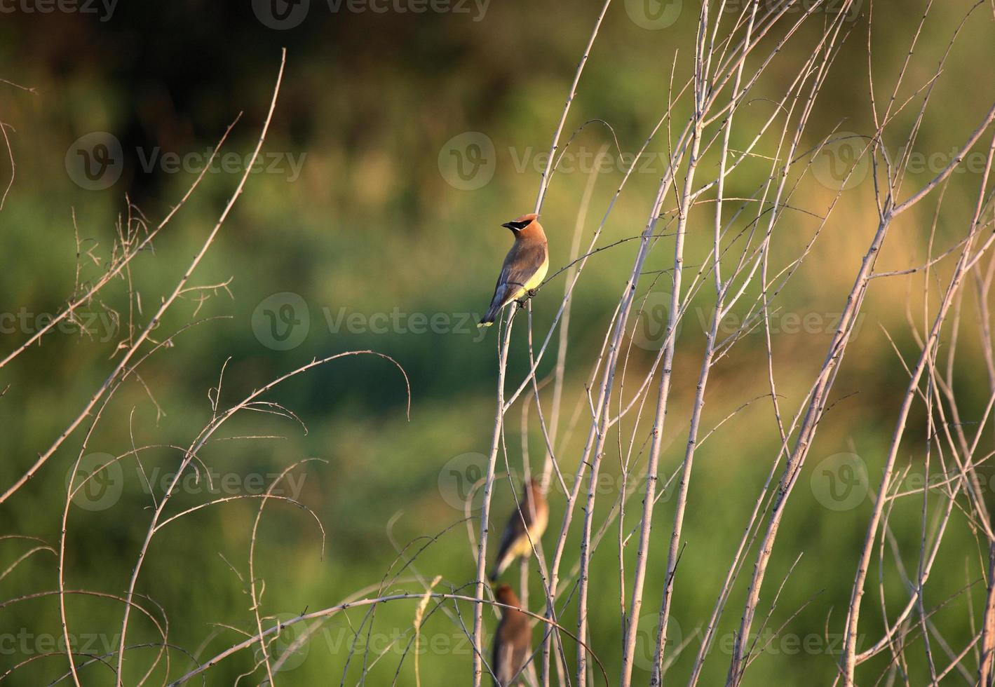 waxwings em caules de plantas na cênica saskatchewan foto