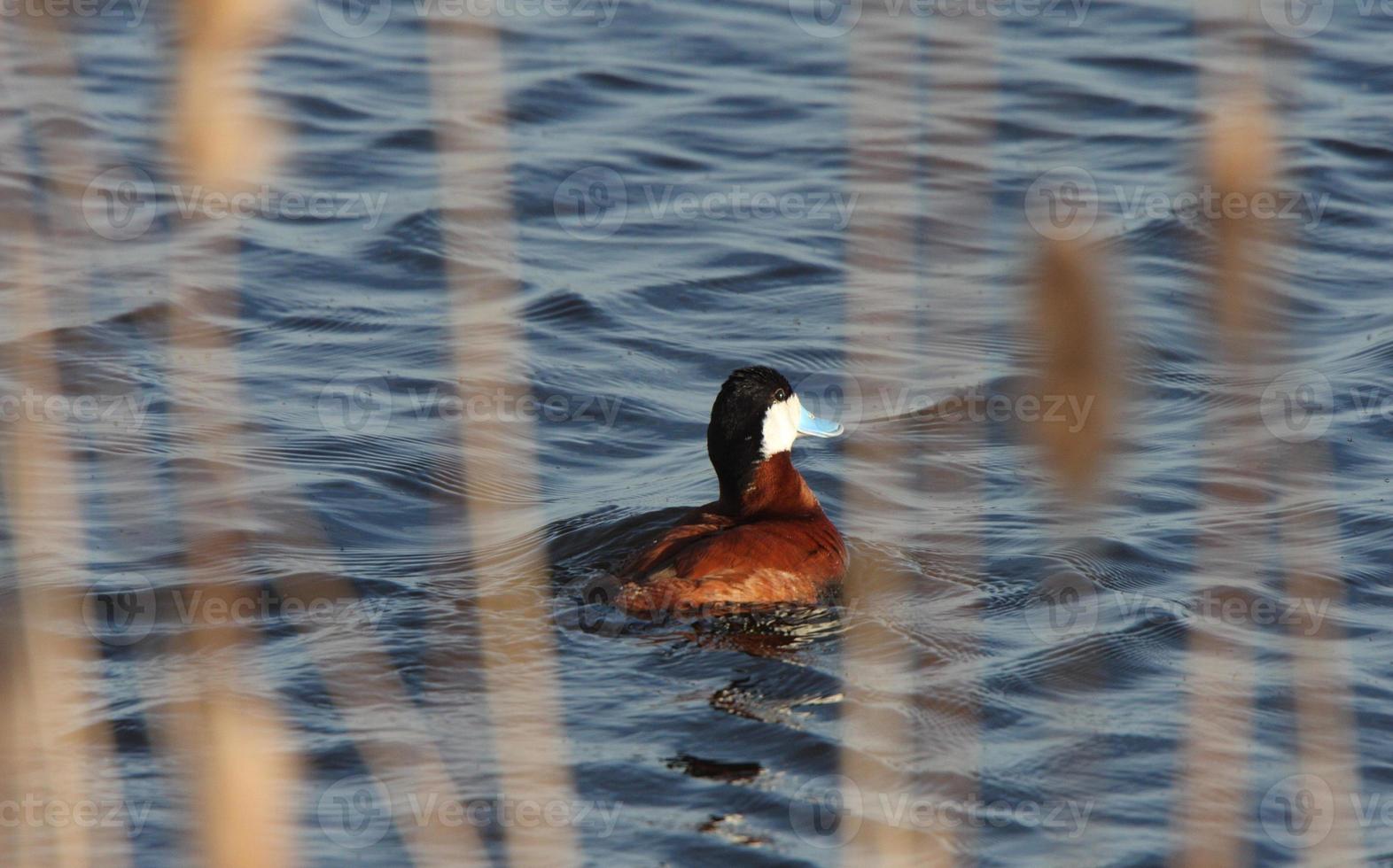 pato corado na lagoa à beira da estrada foto