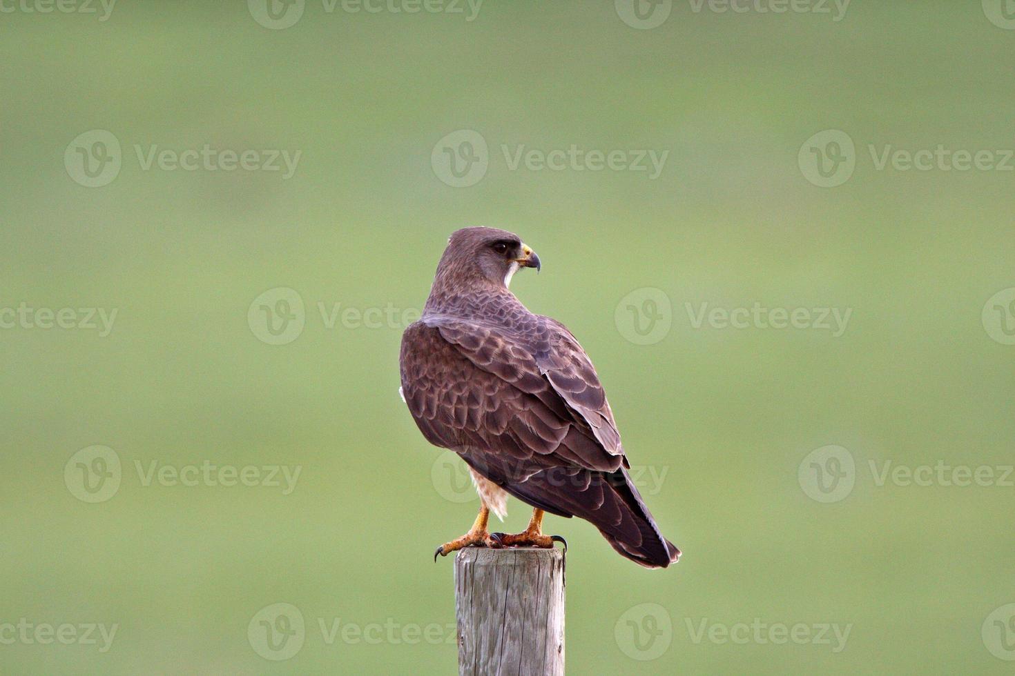 falcão de swainson empoleirado no poste da cerca foto