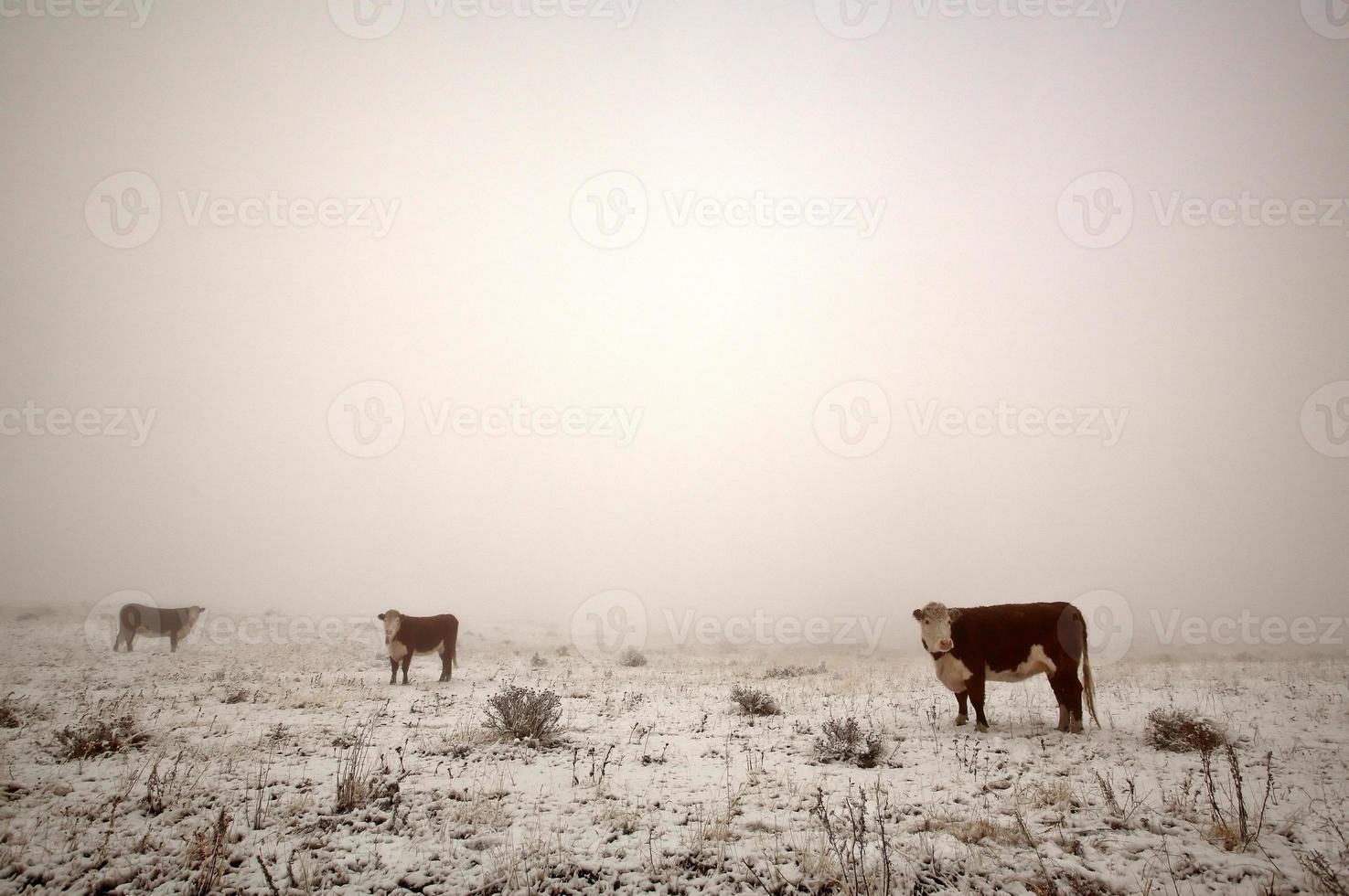 gado no pasto de inverno foto