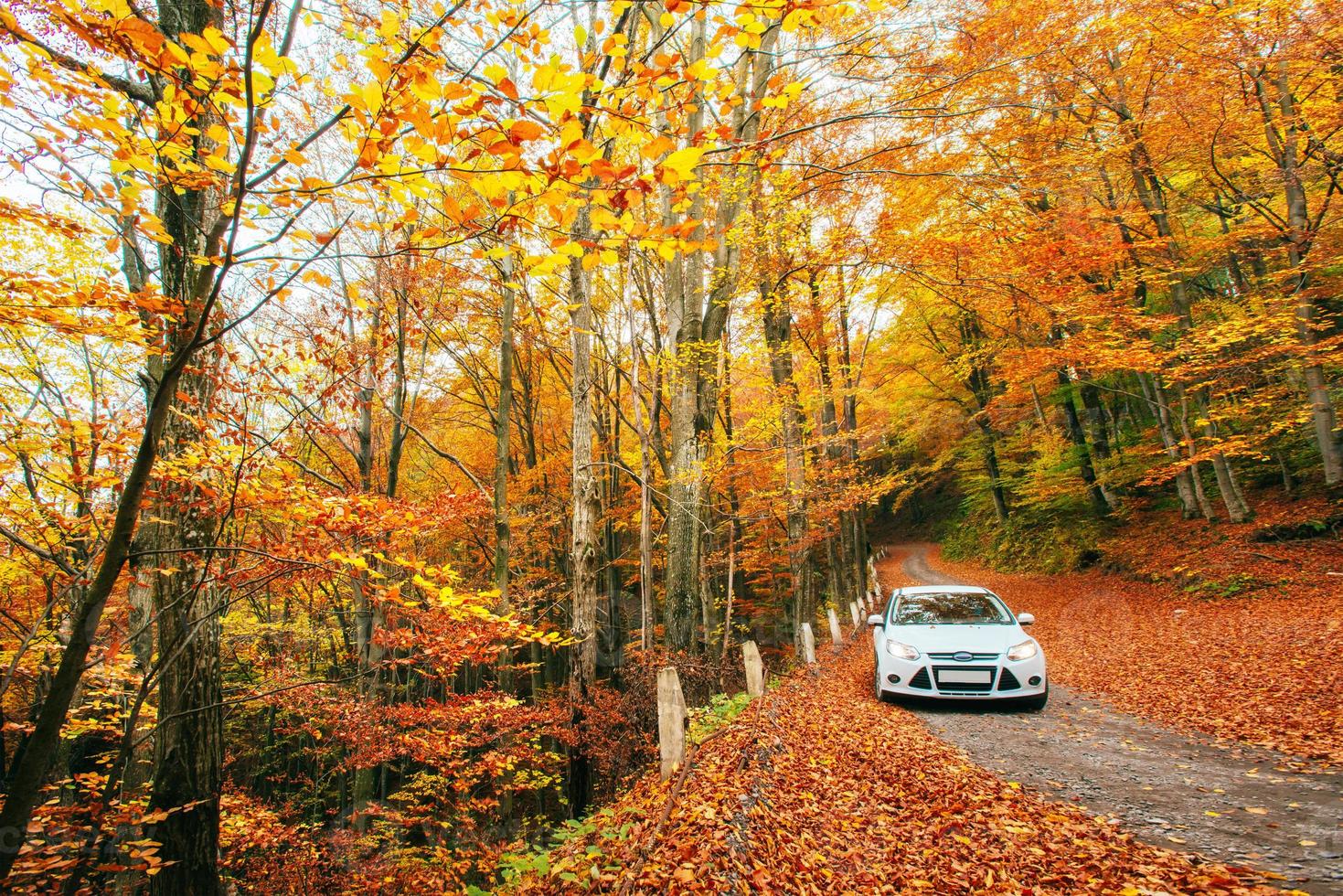 carro branco em uma trilha na floresta. outono dourado foto