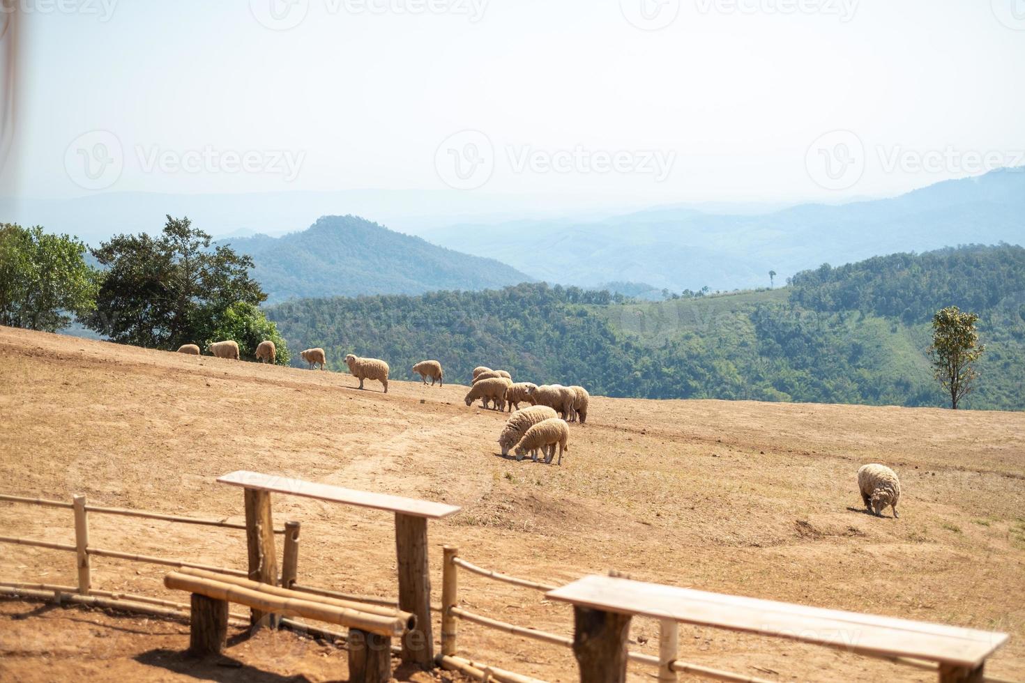 fazenda de ovelhas em doi chang, chiang rai, tailândia foto