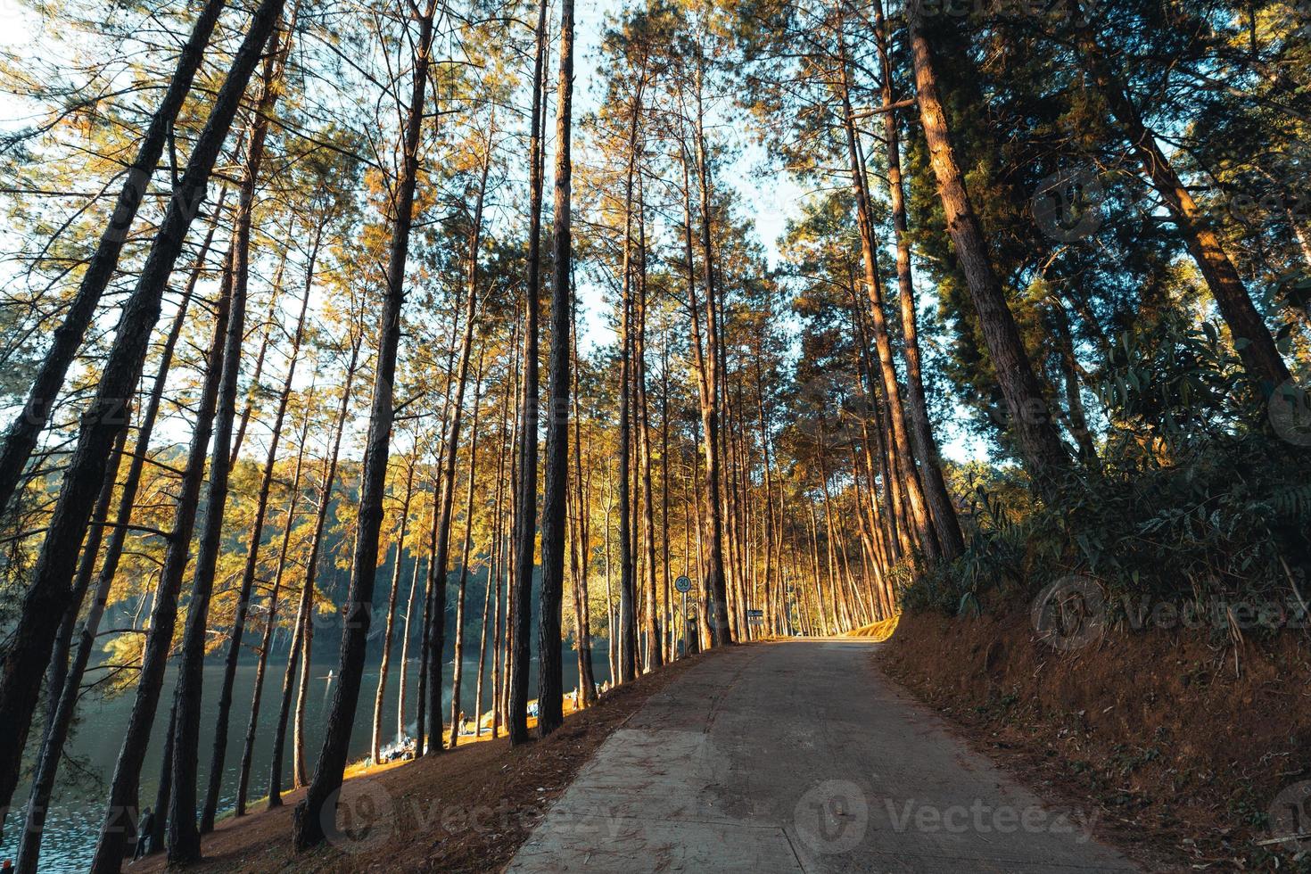 floresta de pinheiros e área de camping pela manhã foto