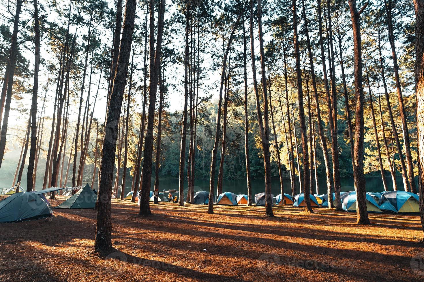 floresta de pinheiros e área de camping pela manhã foto