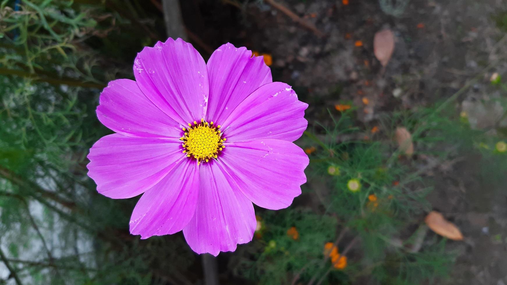 cosmos bipinnatus, comumente chamado de jardim cosmos, flor desabrochando no jardim foto