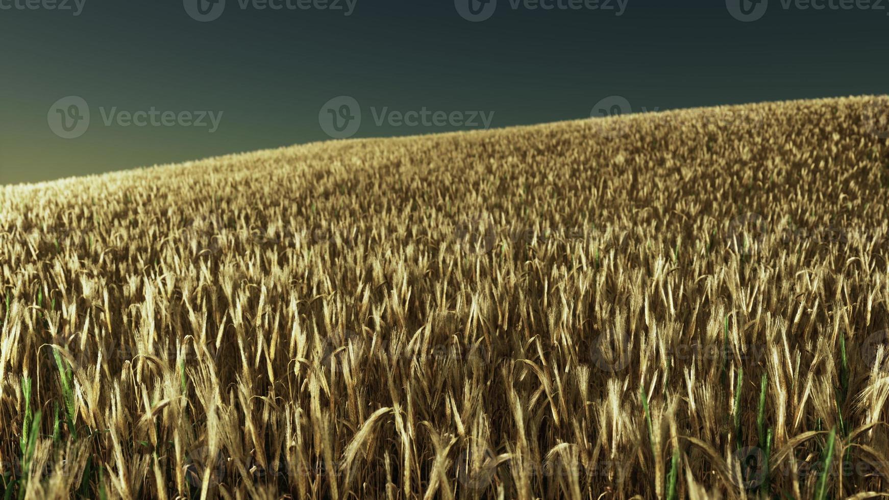 campo de trigo dourado ao pôr do sol foto