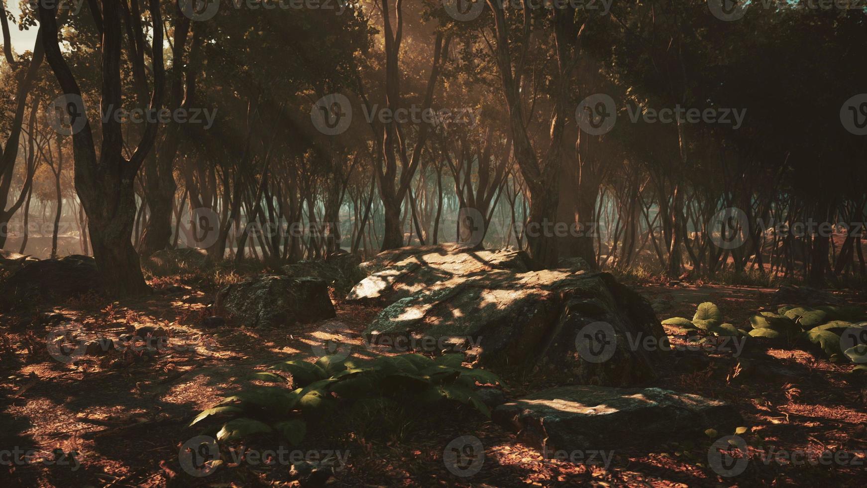 floresta encantada em luz mágica foto