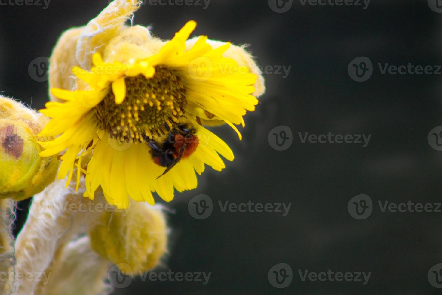 flor, abelha, natureza foto