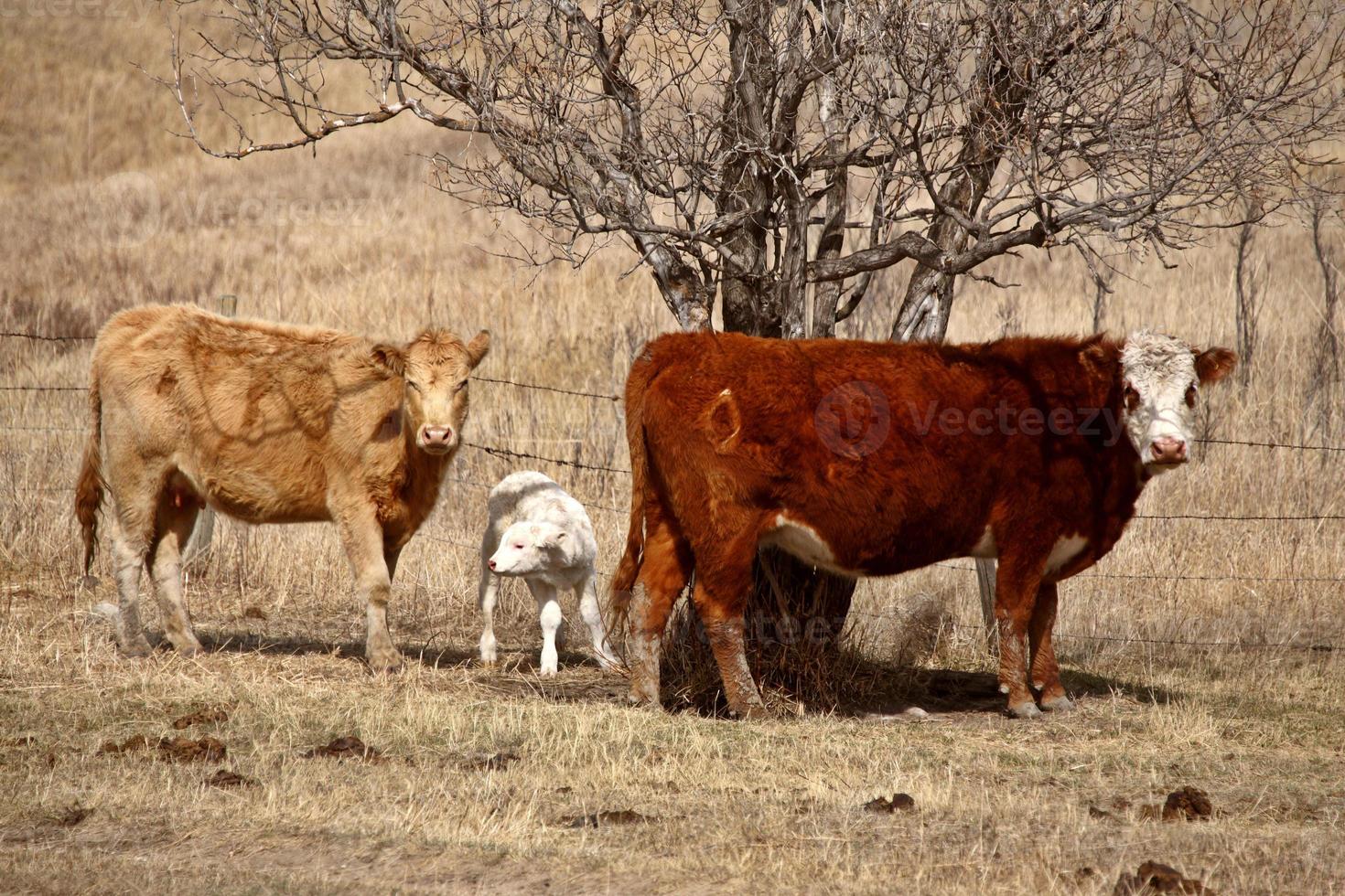 vacas e bezerros no pasto de primavera foto