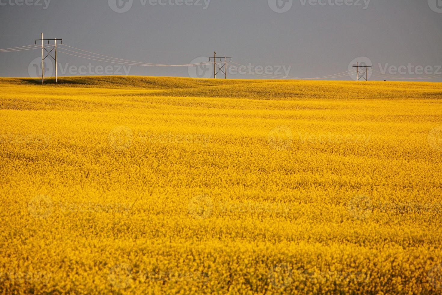 nuvens de tempestade sobre uma safra de canola saskatchewan foto