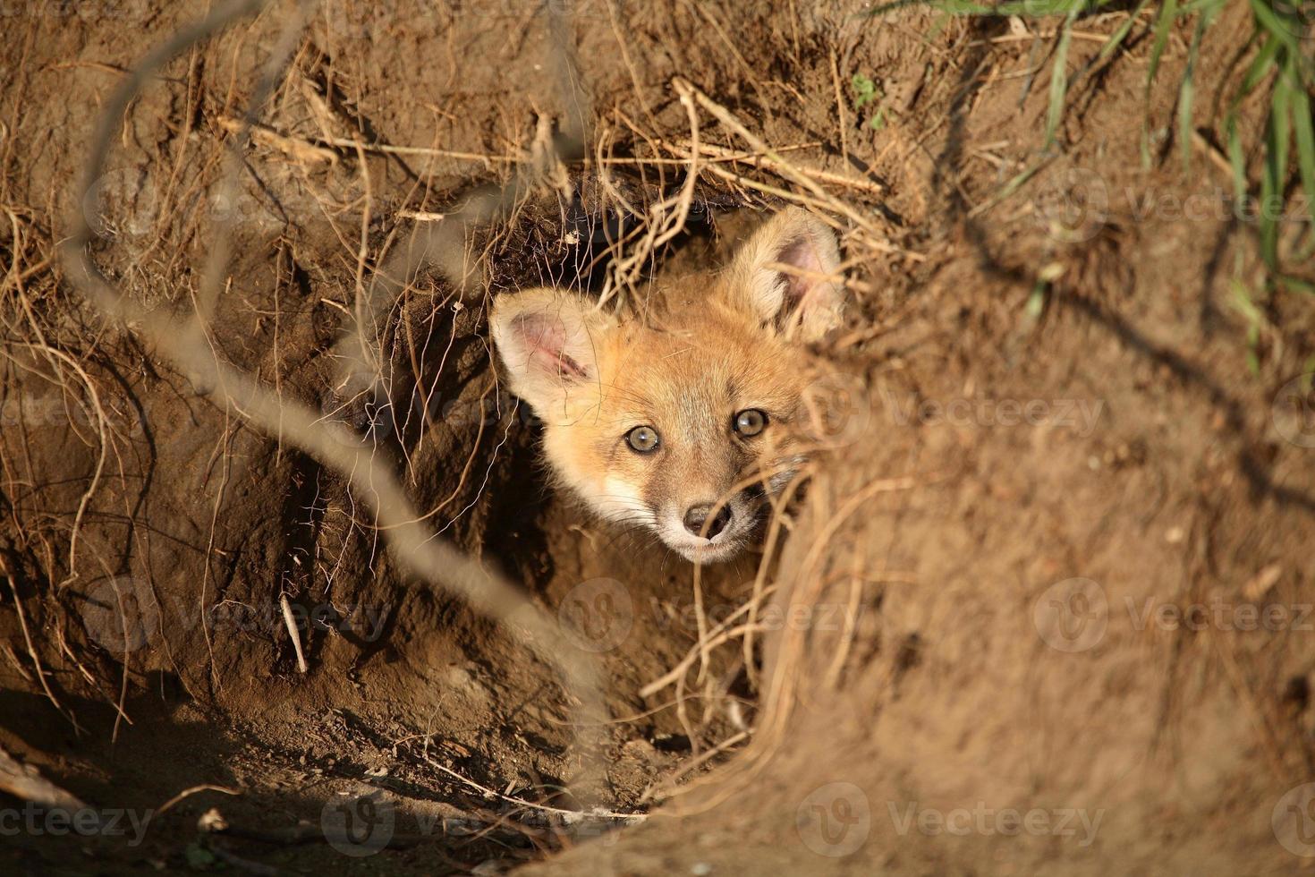 kit red fox na entrada den em saskatchewan foto