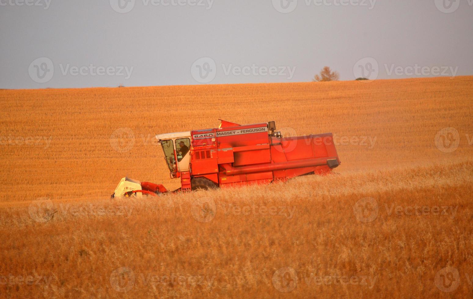 agricultor colhendo sua colheita na cênica saskatchewan foto