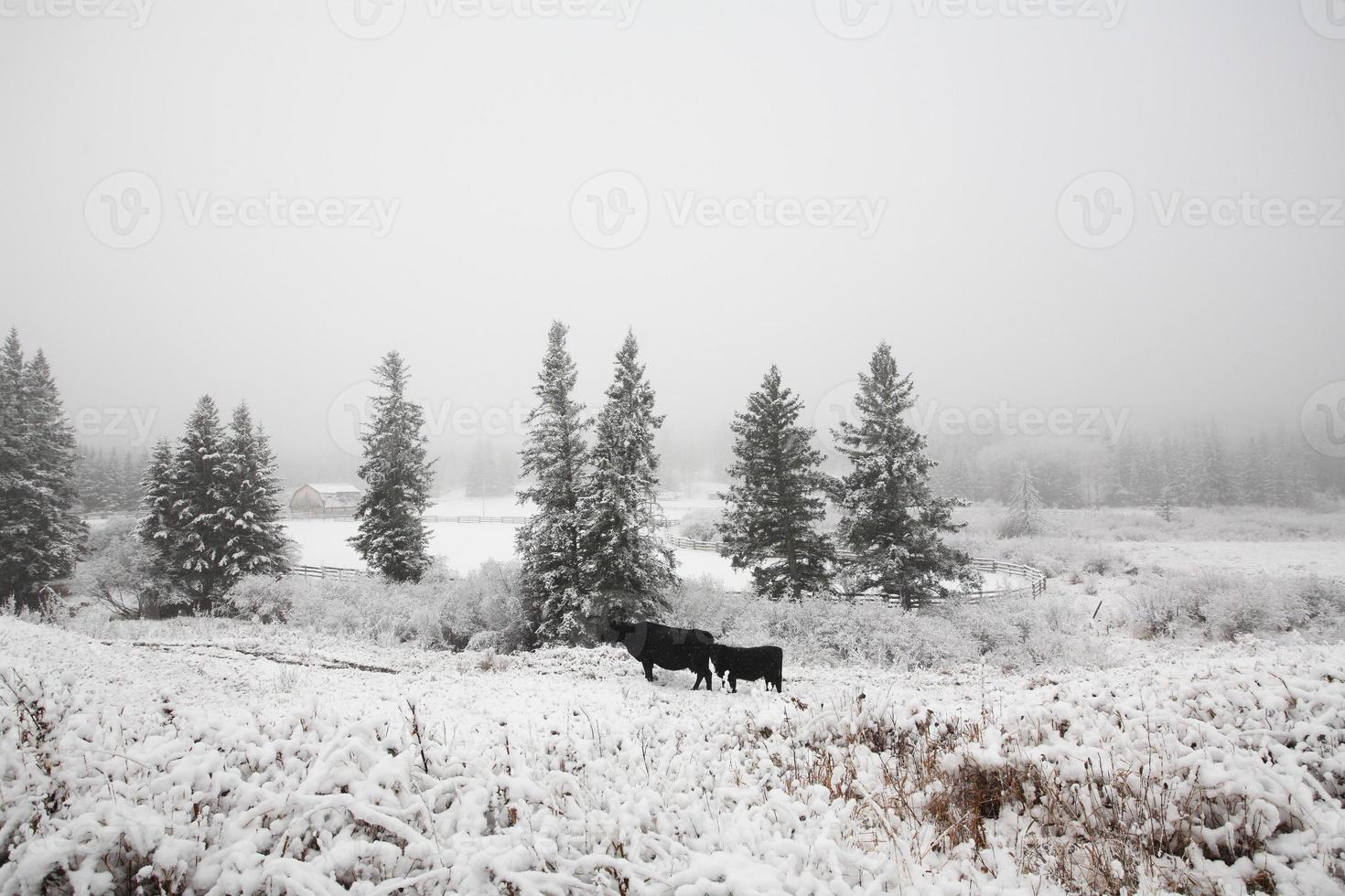 gado no pasto de inverno foto