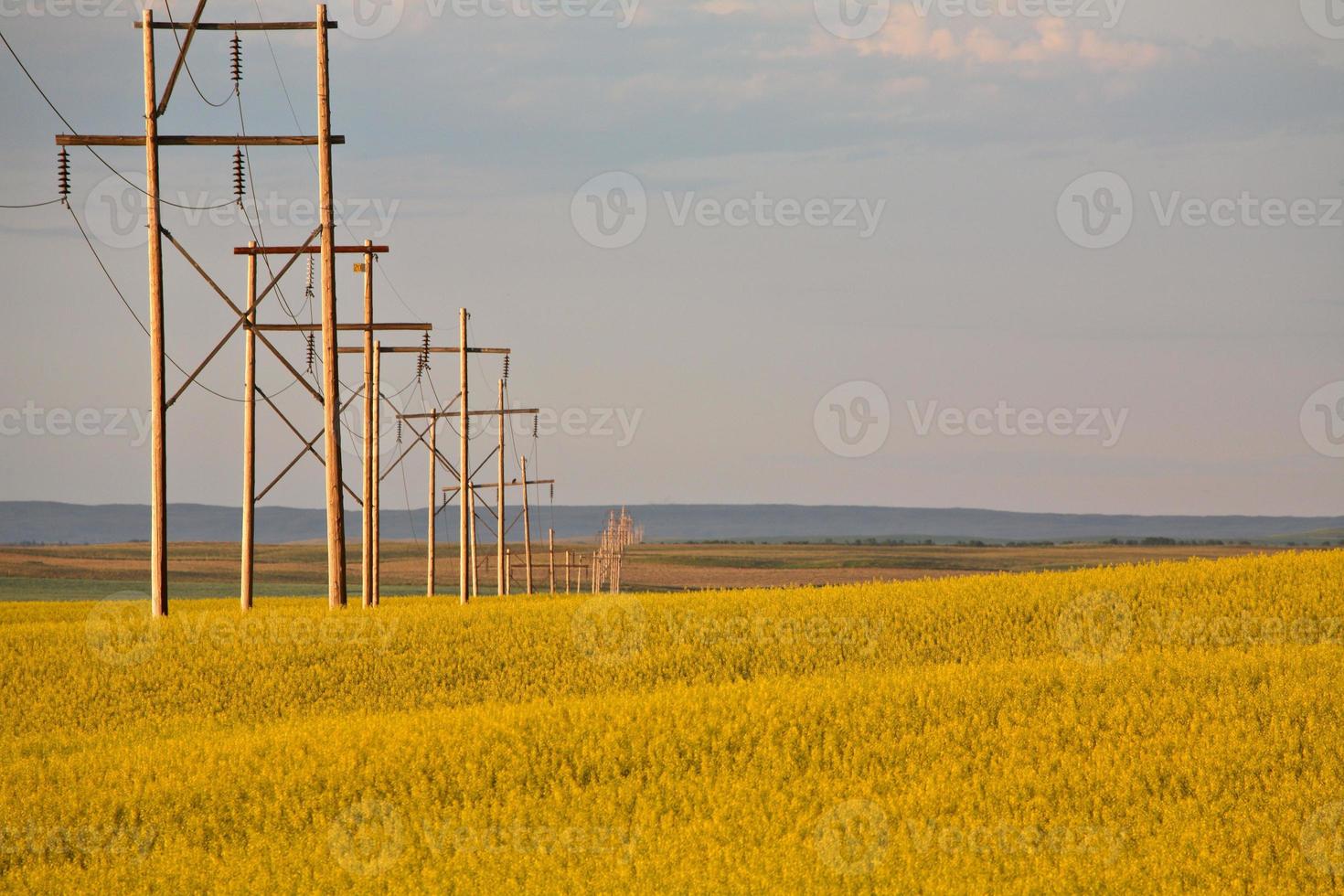 nuvens de tempestade sobre uma safra de canola saskatchewan foto