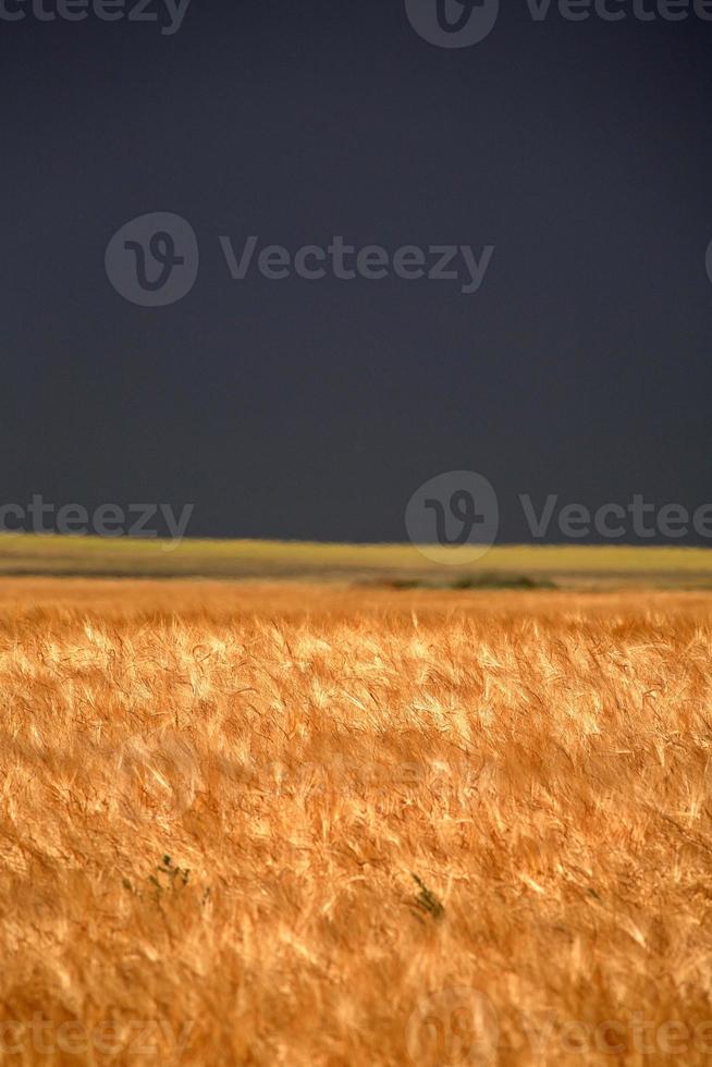 campo de trigo com nuvens de tempestade à distância foto