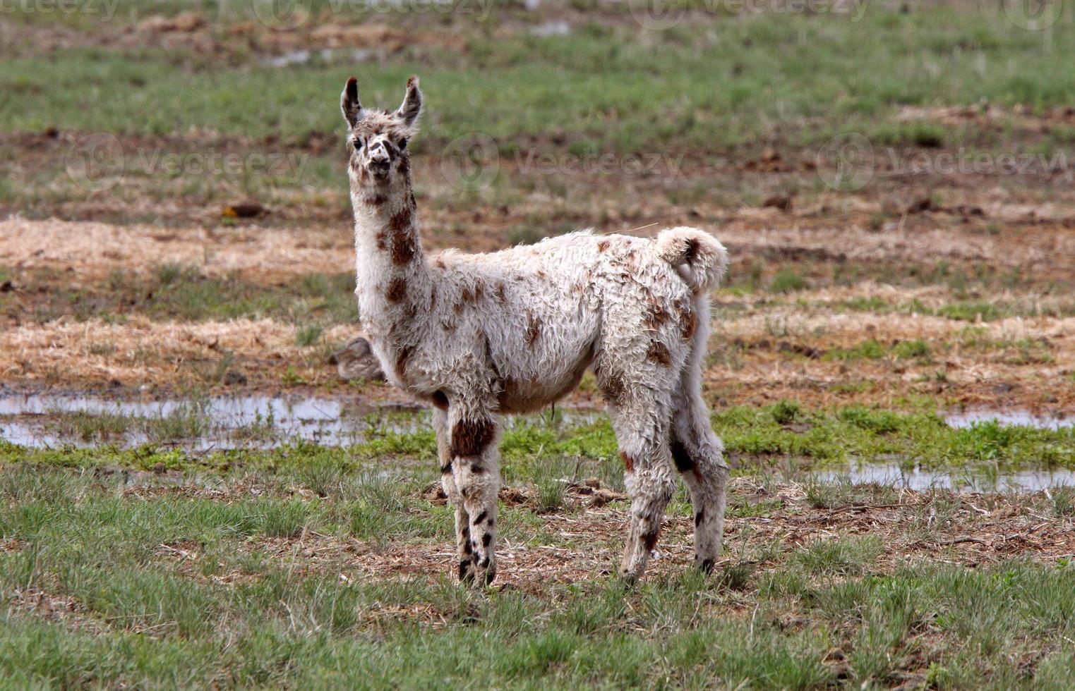 lama no pasto encharcado de chuva foto