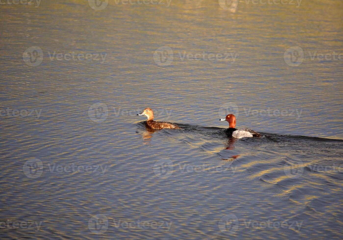 patos ruivos nadando na lagoa à beira da estrada foto