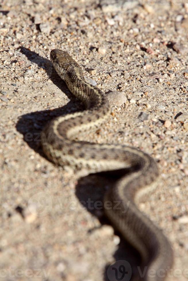 cobra gopher atravessando a estrada de alberta foto