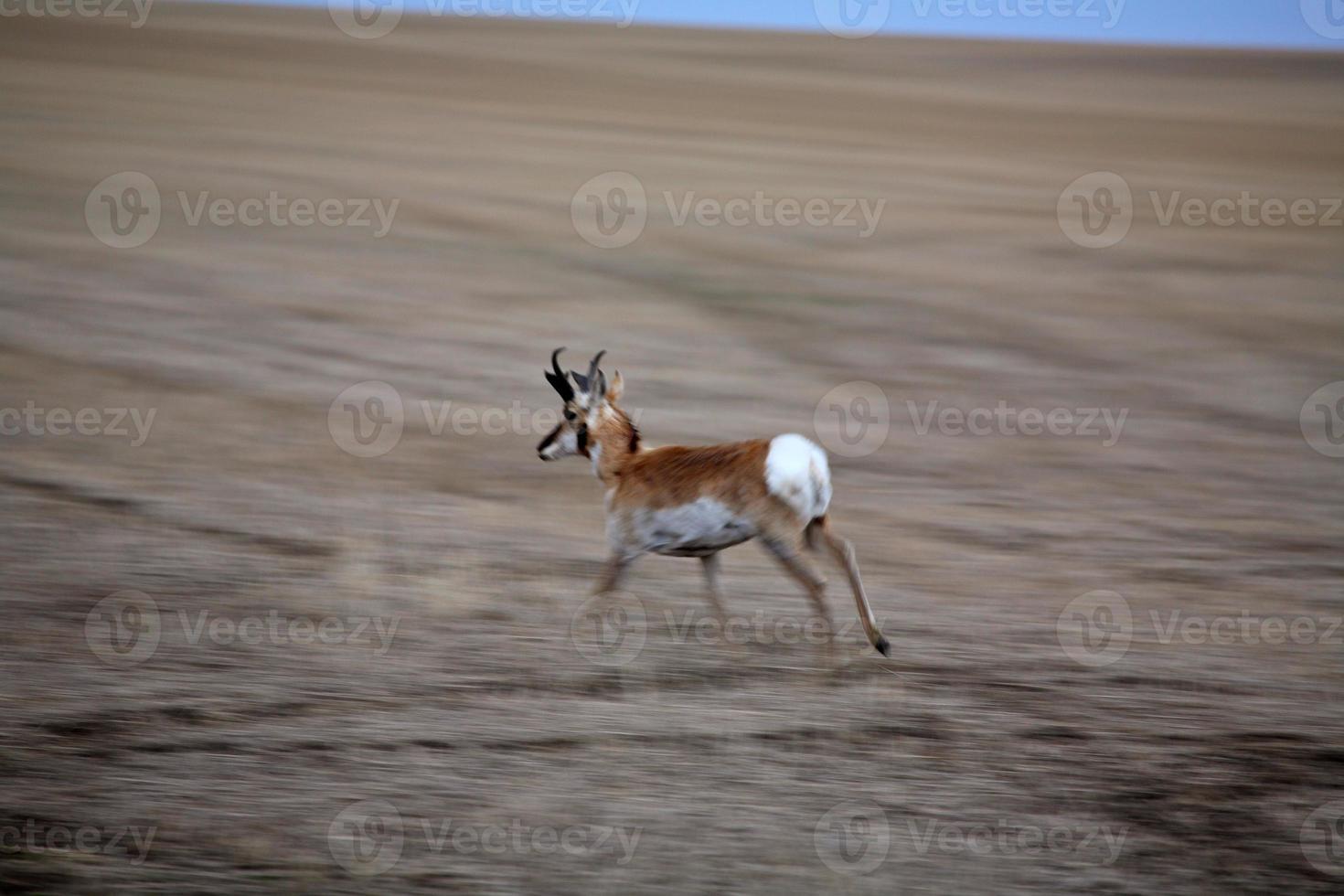 antílope masculino pronghorn correndo em campo em saskatchewan foto
