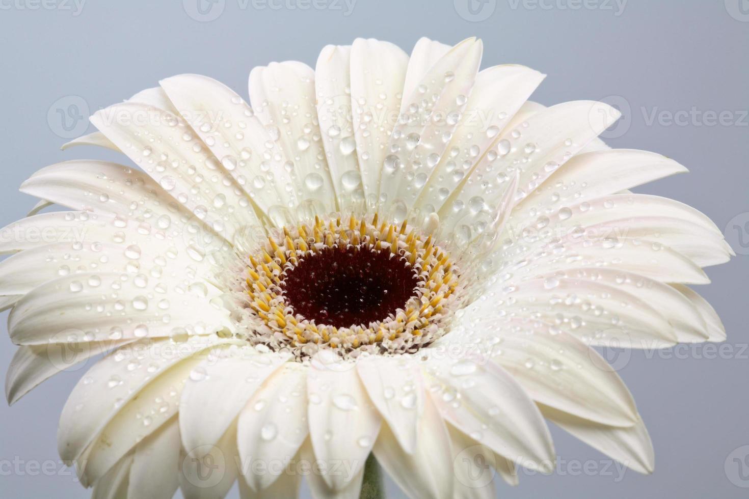 macro close-up de uma flor de margarida foto