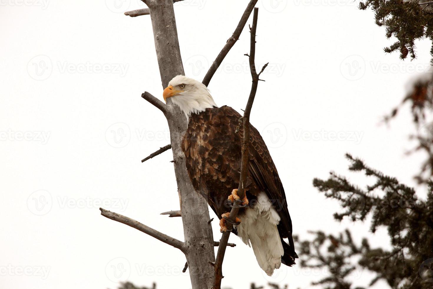 águia empoleirada na árvore foto