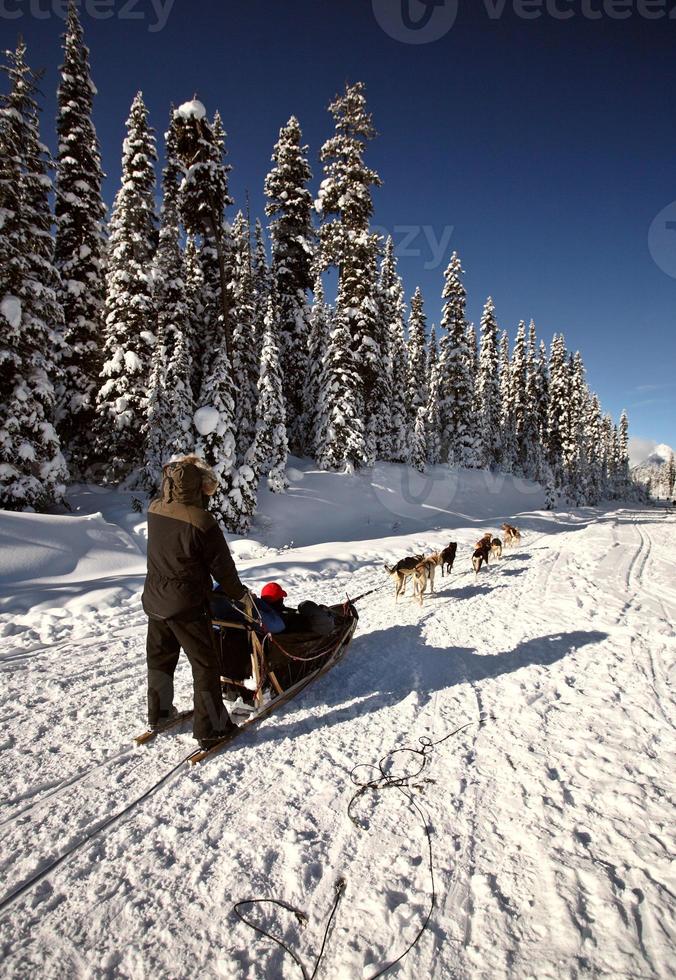 corrida de trenós puxados por cães em alberta foto