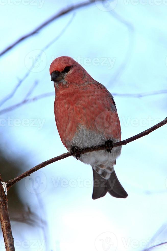 grosbeak de pinheiro no inverno foto