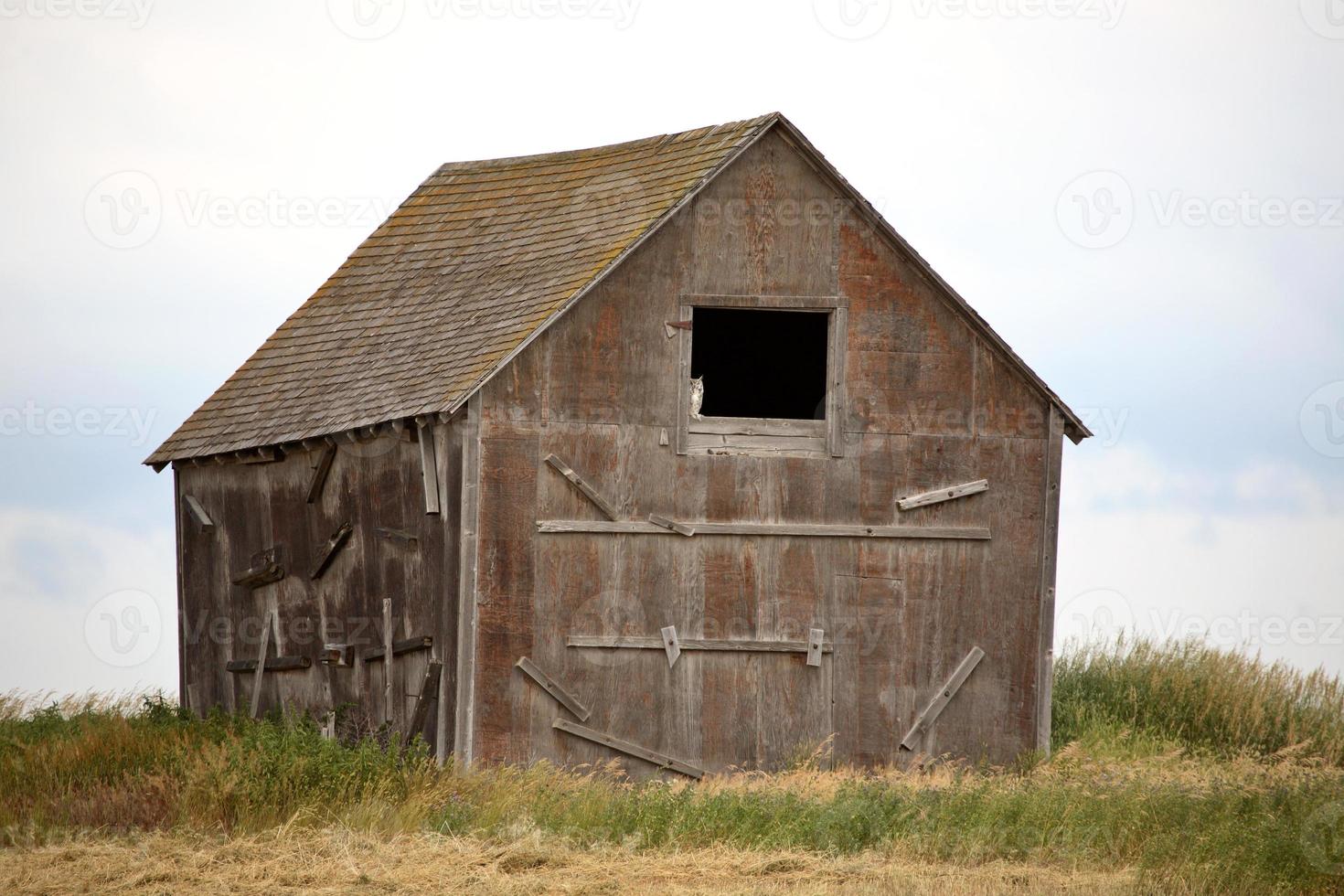 coruja na janela do antigo celeiro em cênico saskatchewan foto