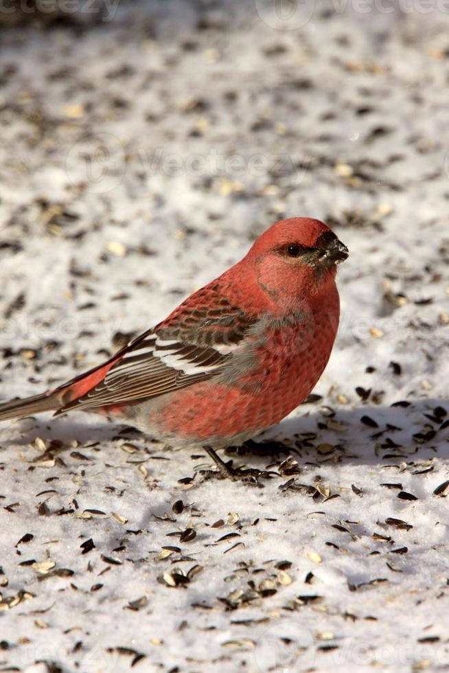 grosbeak de pinheiro no inverno foto