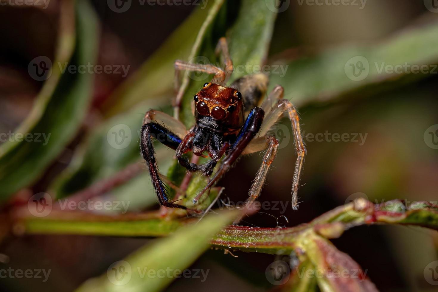 aranha saltadora macho adulto foto