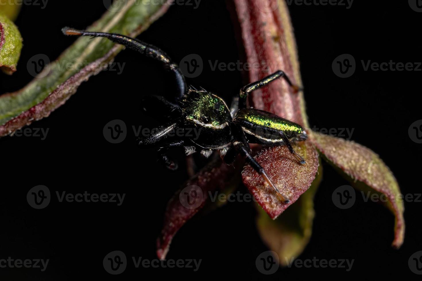 aranha saltadora macho adulto foto