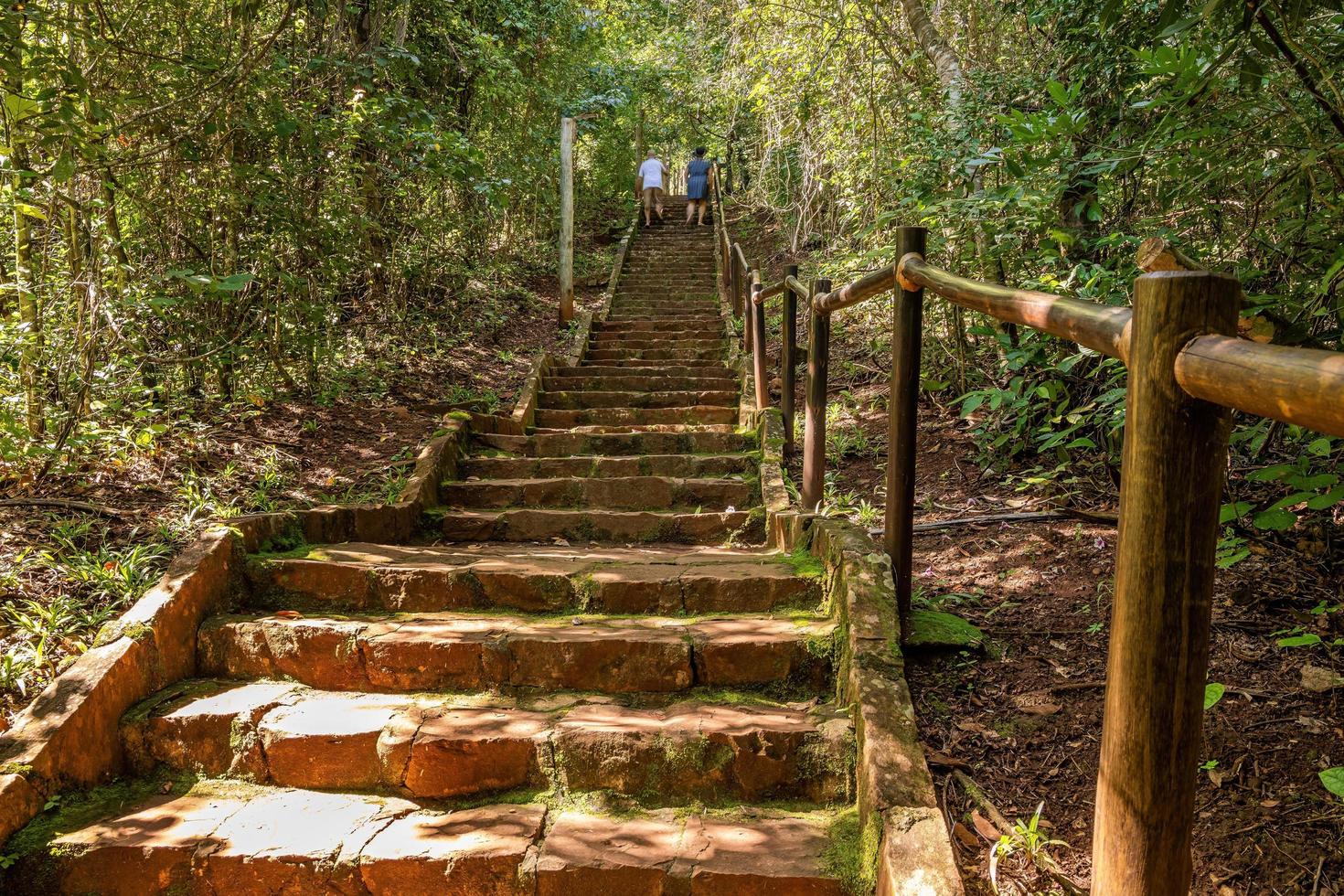 caminho de trilha através de uma floresta foto