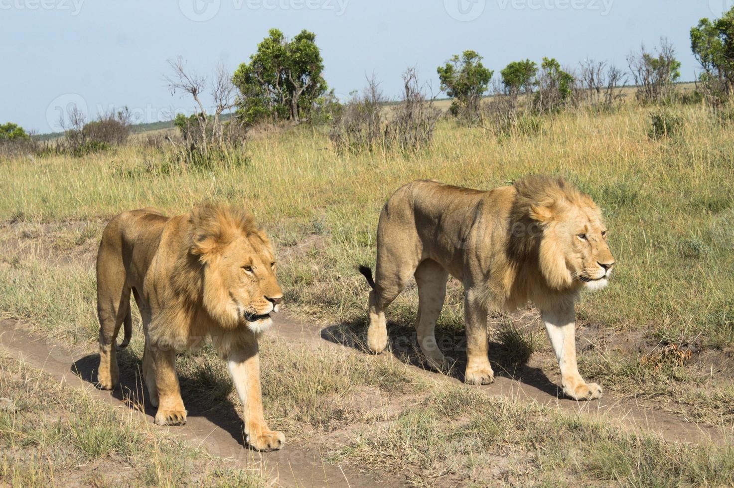 camaradas leões marchando foto