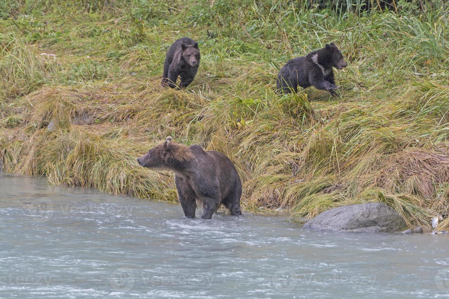 filhotes de urso brincando enquanto a mãe está pescando foto