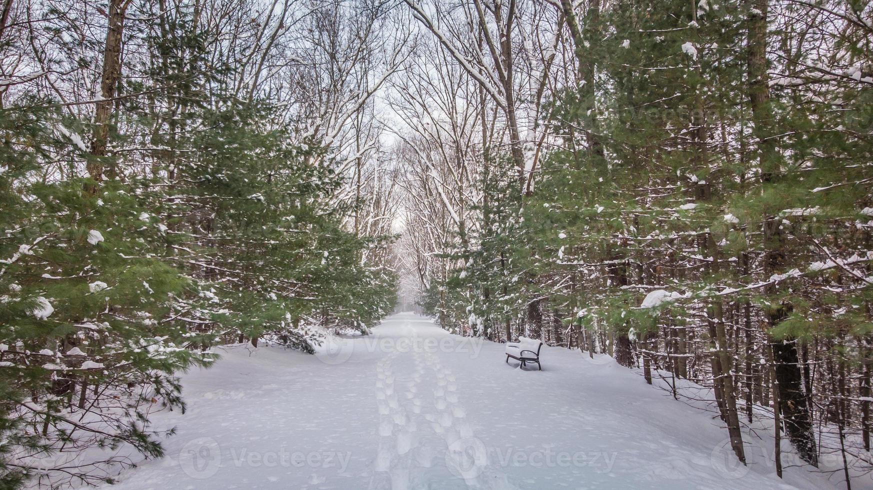 caminho de caminhada coberto de neve completa foto