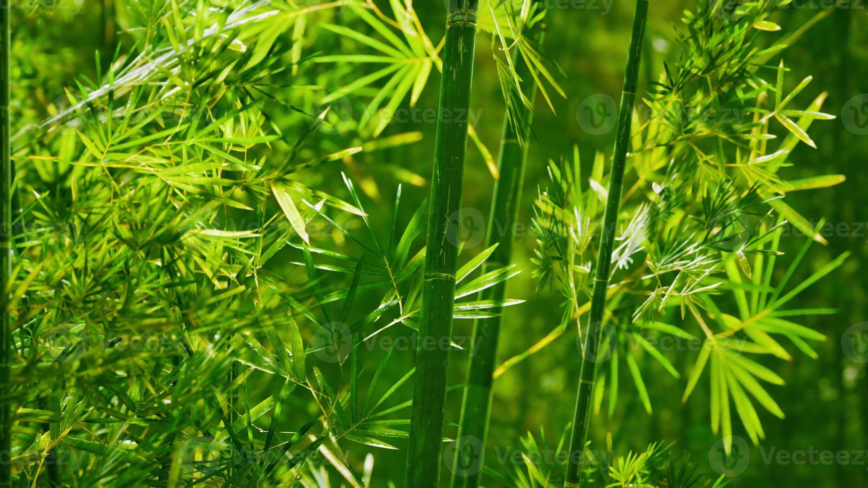 floresta de bambu no sul da china foto