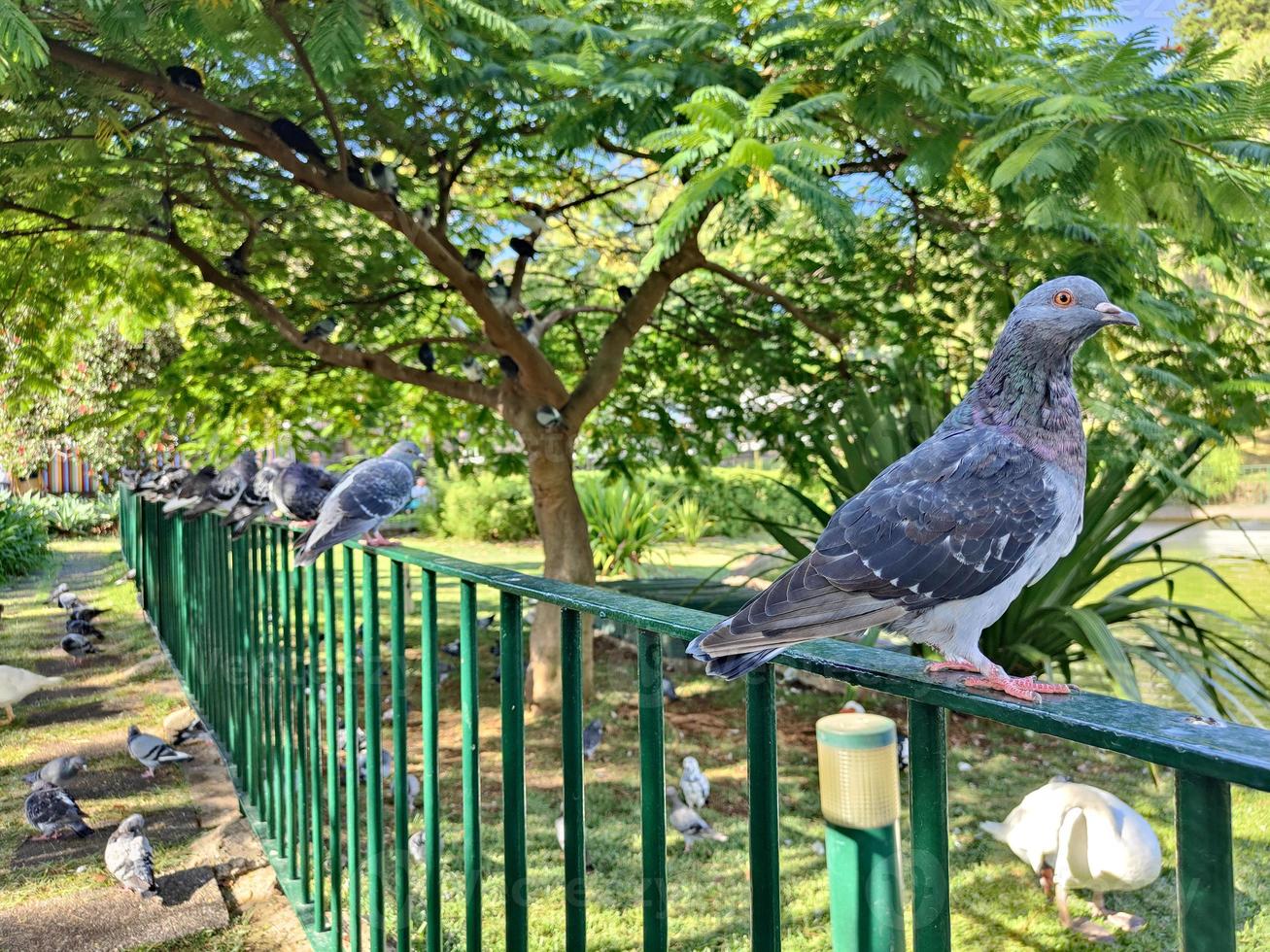 pombos alinhados em uma cerca de trilho no parque durante um dia ensolarado. animais e pássaros. cores vibrantes. verde, azul e amarelo. foto